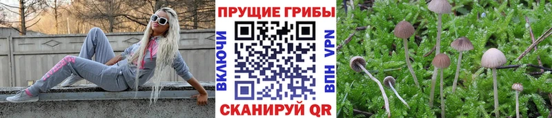 Псилоцибиновые грибы Psilocybe  купить наркоту  Набережные Челны 